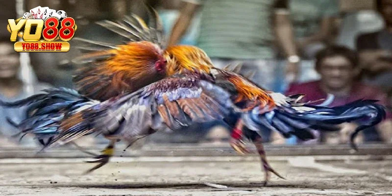 Hiểu rõ các quy tắc thắng thua trong đá gà YO88 rất quan trọng