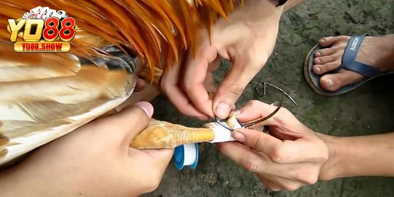 Đặt cựa nhân tạo lên cựa thật của gà và quấn băng keo xung quanh
