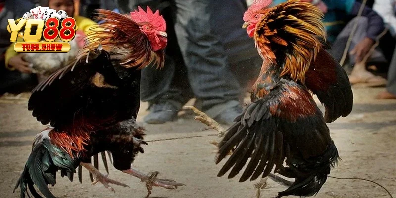Bạn nên tập trung chăm sóc chiến kê để chúng thi đấu tốt hơn