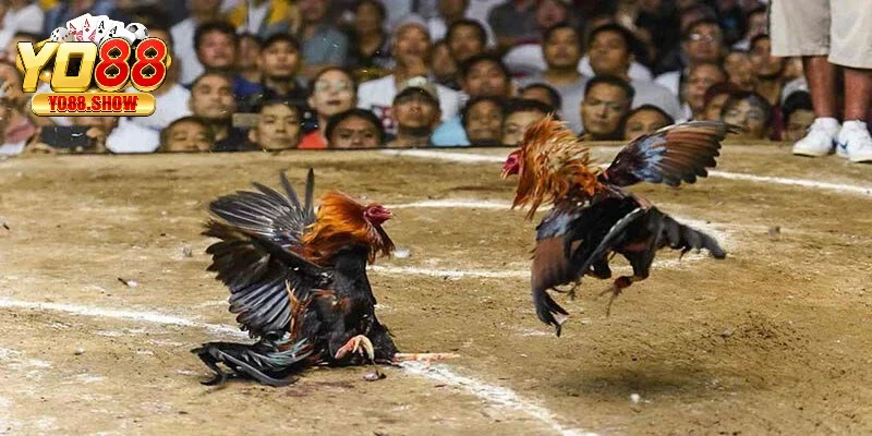 Đá gà 12 con giáp là một phần của văn hoá Việt Nam