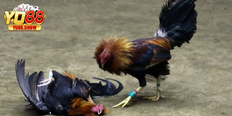 Các hình thức đá gà online thú vị hiện nay