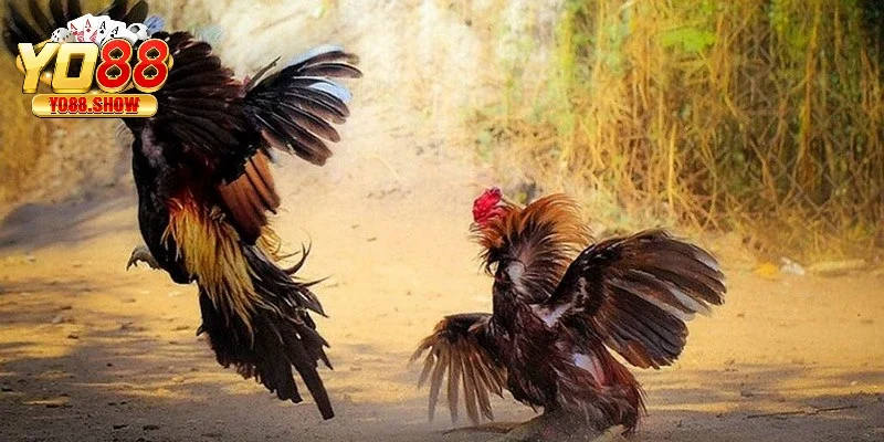 Lựa chọn các trang web và ứng dụng đá gà uy tín nhất