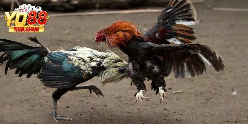 Quan sát là một trong những kinh nghiệm đá gà online quan trọng