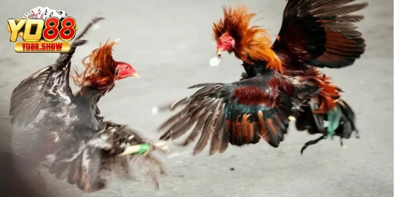 Kết quả minh bạch trong trận đấu đá gà Thomo trực tiếp